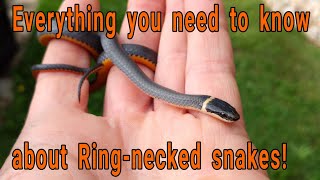 Everything you need to know about Ringnecked snakes Diadophis punctuatus [upl. by Ganny]