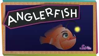 All About Anglerfish [upl. by Llerot]