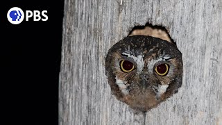 Meet the Worlds Smallest Owl [upl. by Aldred724]