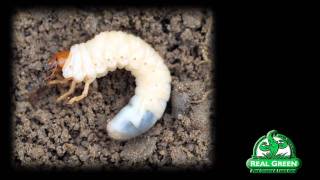 Grub Worm Identification and Treatment [upl. by Fonville411]