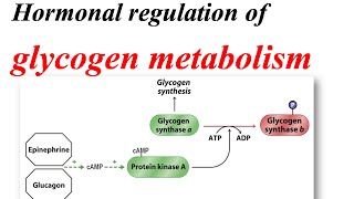 Glycogen metabolism regulation [upl. by Kavanagh]