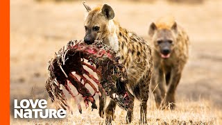 Spotted Hyena Clan Feeding Frenzy [upl. by Lemuelah]