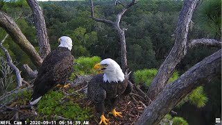 NEFL Cam 1  Live Bald Eagle Cam [upl. by Amby]