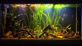 Altum Angelfish Biotope Inspired Aquarium [upl. by Hawken]