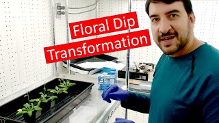 Transforming Arabidopsis by Agrobacterium floral dip [upl. by Stefanac226]