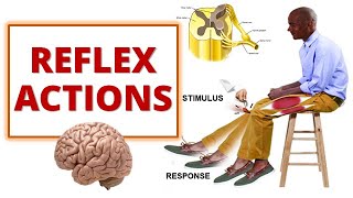 REFLEX ACTIONS Cranial and Spinal Reflexes [upl. by Radnaxela51]