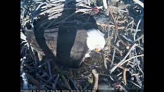 Live Eagle Cam in Big Bear CA [upl. by Rosenkrantz259]