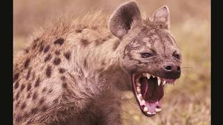 Hyena Sounds  Laughing Hyena laugh [upl. by Launamme819]