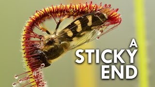 Sundew The Sticky Plant With A Killer Instinct [upl. by Eceinaj999]