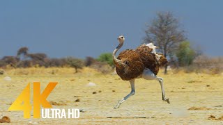 4K Ostrich the Flightless Bird  African Wildlife Documentary Film with Narration [upl. by Ravahs853]