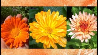 Calendula Health Benefits and Uses [upl. by Slohcin]