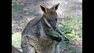 5 Facts About The Wallaby [upl. by Tomas139]