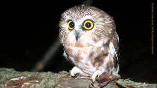 Northern Sawwhet Owl Call [upl. by Aciruam]