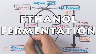 Ethanol Fermentation  Process of Alcohol Formation [upl. by Yaffit384]