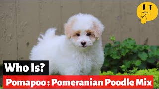 Pomapoo  A Complete Guide To The Pomeranian Poodle Mix [upl. by Seugram875]