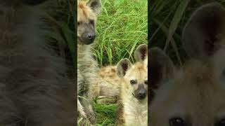 Discover the Hyenas of Guyana Natures Unique Creatures [upl. by Aicital]