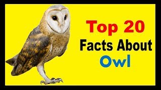 Owl  Facts [upl. by Wendolyn]