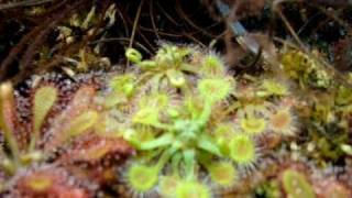 Drosera rotundifolia  Sundews Carnivorous Plants [upl. by Janaya]