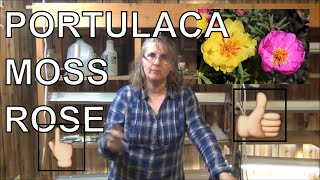 How to Grow Moss Rose From Seed  Planting Portulaca In Pots [upl. by Sugar409]