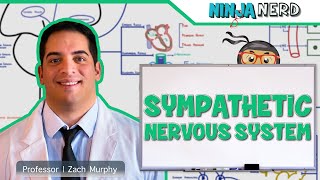 Neurology  Sympathetic Nervous System [upl. by Kolosick515]