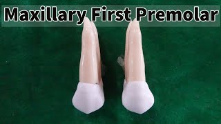 Dental Morphology  Maxillary First Premolar [upl. by Nonnarb]