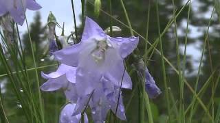 Common Harebell Campanula rotundifolia [upl. by Viviana]