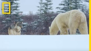 Wolf Pack Takes on a Polar Bear  Ep 1  Wildlife The Big Freeze [upl. by Asirehc666]