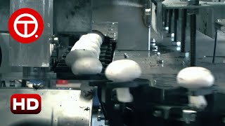 How Mushroom Are Cultivated in Factory  How Its Made ▶03 [upl. by Letrice]