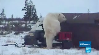 Canada Welcome to Churchill the polar bear territory [upl. by Yrannav738]