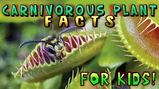 Carnivorous Plant Facts for Kids [upl. by Rasecoiluj]