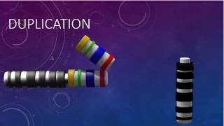 CHROMOSOMAL STRUCTURE DELETIONS DUPLICATIONS TRANSLOCATIONS INVERSIONS [upl. by Danae804]