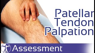 Patellar Tendon Palpation  Patellar Tendinopathy [upl. by Aisena]