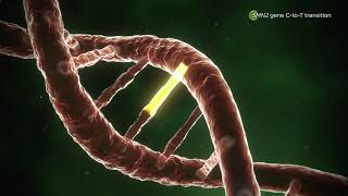 Understanding Spinal Muscular Atrophy SMA [upl. by Atnahs]