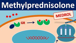 Methylprednisolone  Mechanism side effects precautions amp uses [upl. by Massey]