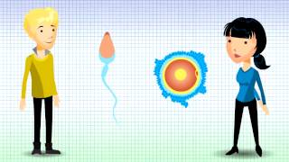 Understanding Chromosomal Translocation  Reciprocal Translocation v12 [upl. by Onitrof986]