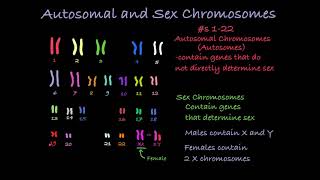 Reading Karyotypes [upl. by Shaikh]