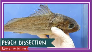 Perch Bony Fish Dissection  Teach A Man To Fish EDU [upl. by Anivlac832]