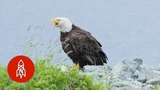 The Alaskan Town FULL of Bald Eagles [upl. by Niliac]