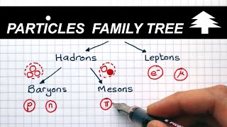 Classification of Particles  A Level Physics [upl. by Hamforrd]