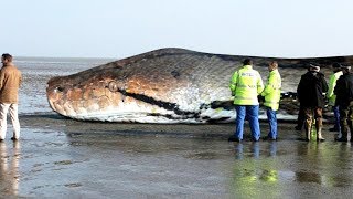 The BIGGEST SNAKE Ever  TITANOBOA [upl. by Naginarb]