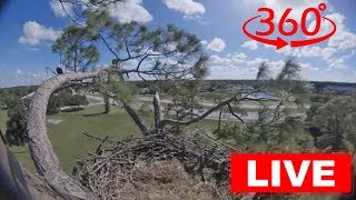 Southwest Florida Eagle Cam  360 [upl. by Madra]