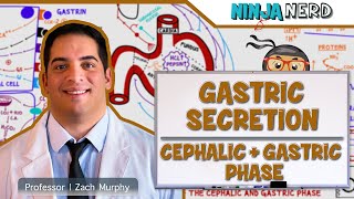 Gastrointestinal  Gastric Secretion The Cephalic amp Gastric Phase [upl. by Letsyrhc]