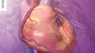 Atrial Fibrillation On Echocardiogram [upl. by Chev]