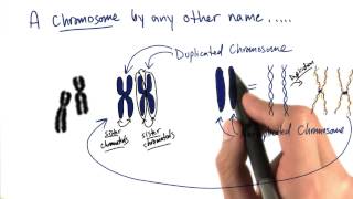 Duplicated Chromosomes  Tales from the Genome [upl. by Sibley]