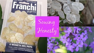 How to Sow Honesty Lunaria Annua Seeds  Cottage Garden Plants  with Germination Update [upl. by Jannel323]