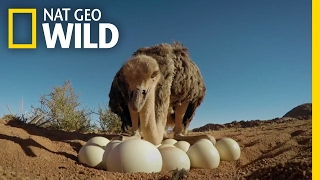 How to Protect Ostrich Eggs  Animal AllStars [upl. by Wightman]