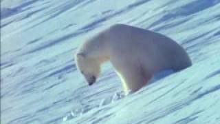 urso polar parte 1 [upl. by Herbst]