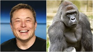 Elon Musk Drops Harambe Rap Song [upl. by Klockau]