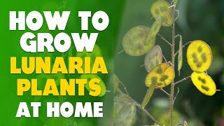 How To Grow Lunaria Plants At Home Step By Step [upl. by Aday991]