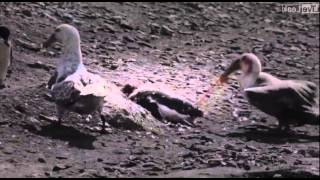 Penguin vs Giant Petrel  A violent death in Antarctica [upl. by Llehcsreh399]